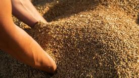 Ряд стран Африки и Ближнего Востока нарастили закупки ячменя из России 